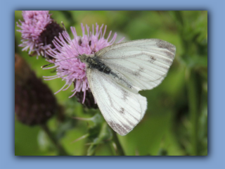 Small White butterfly on Common Knapweed near Hetton House wood. 16th July 2023 2.jpg